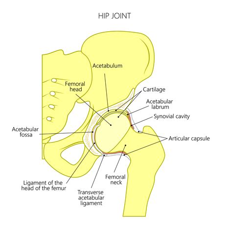 Acetabular Labrum Anatomy Human Anatomy B