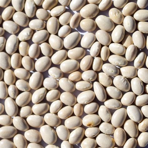 Oval White Beans Mdeca