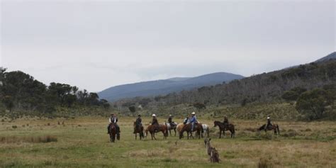 The Best Horseback Riding In Yellowstone Discovering Montana