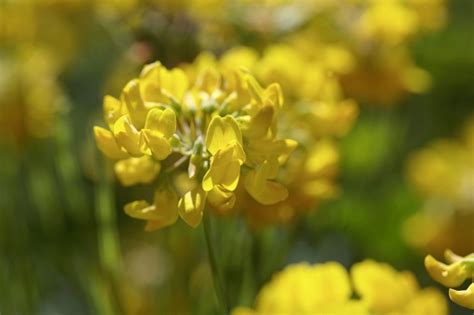 Flower Of The Crownvetch Coronilla Coronata 照片檔及更多 多年生植物 照片 多年生植物