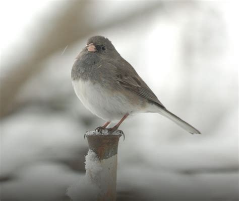 Snow Birds New Yorks Winter Bird Population New York State Parks Blog