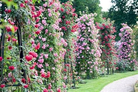 47 Amazing Rose Garden Ideas On This Year Rose Garden Design Planting Flowers