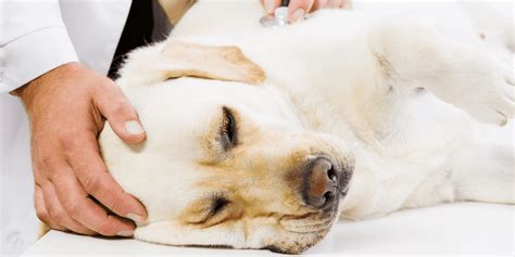 When To Euthanize A Dog With Arthritis Dog Breeds Faq