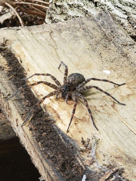 Ohio Wood Spider ~ Wolf Spider