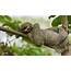 Pics Of Sloths  Bilscreen