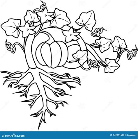 Coloring Page With General View Of Pumpkin Plant With Fruit Leaves