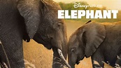 Elephant [Full Movie]©: Elephant Movie 2020