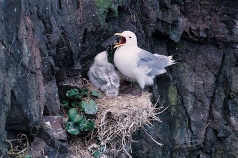 Scotlands Seabird Population Is In Decline Following The Coldest