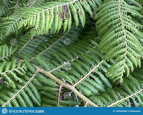 Photo Of Plant Silver Fern Tree Stock Photo Image Of