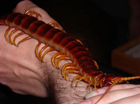 10 Weird Insects Found In Australia Western Allpest Services Pest