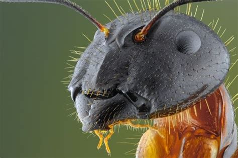 A Close Up View Of A Bug S Head With Yellow And Black Hair On It
