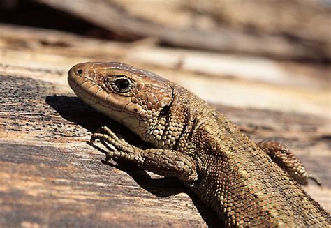 Common Lizards 2014 Reptiles And Amphibians Of The Uk Forum Page 1