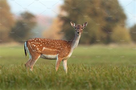 Female Fallow Deer Dama Dama In High Quality Nature Stock Photos