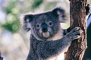 Koala Facts | Australian Wildlife | Distant Journeys