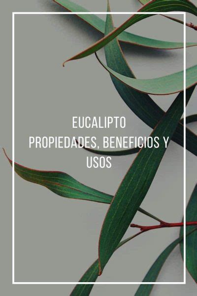 Eucalipto Medicinal Propiedades Beneficios Para Qu Sirve