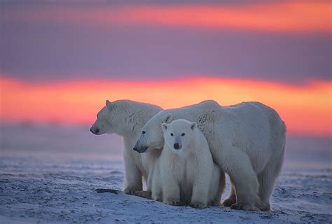 The Biggest Threats To Polar Bear Populations Today Worldatlas