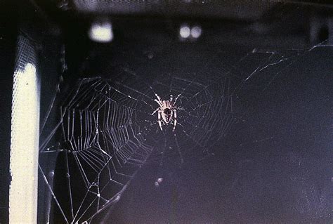 Objects Of Intrigue The Spiders Who Spun In Space Atlas Obscura