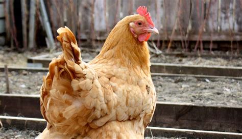 My Chicken Has Diarrhea—what Should I Do Hobby Farms