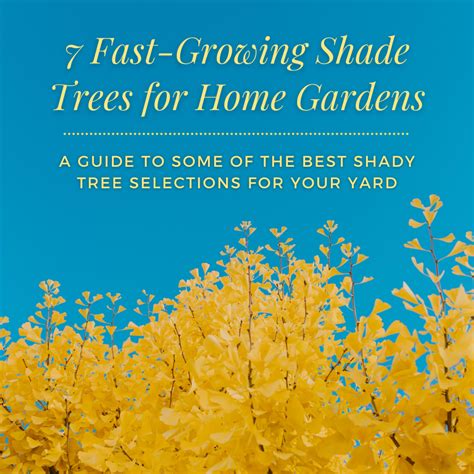 7 Fast Growing Shade Trees Perfect For Home Gardens Dengarden