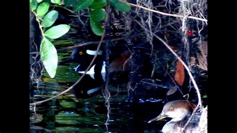 Manatee County Florida Waterfowl Water Birds Youtube