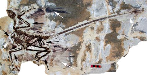 Microraptor Zhaoianus Beschreibung Dinodatade