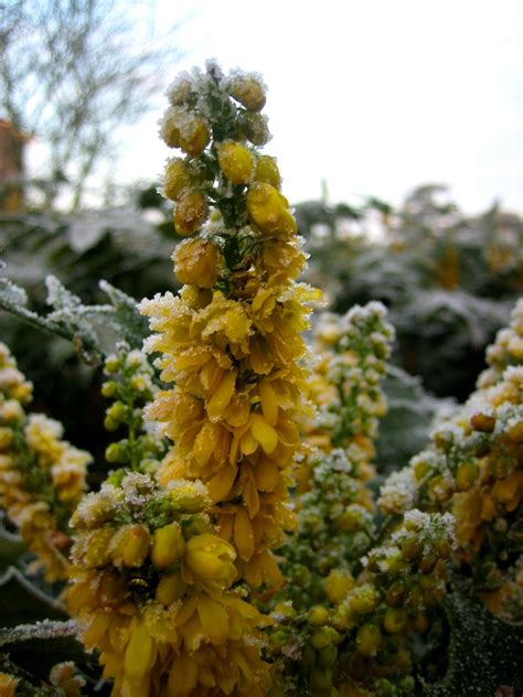 Urban Pollinators Frozen Beauties Flowers In Winter