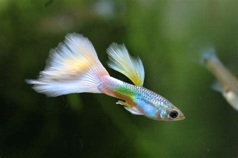 Guppy Care Guide Species Overview And Fun Facts