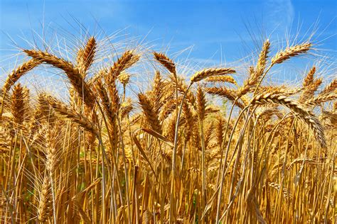 Non Gmo Cereal Grains Molitor Farms Stockton Il