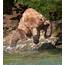 02 Brown Bear Jumpingjpg 535×600  Bärenjagd Tierbilder