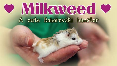 Milkweed A Cute Roborovski Hamster Youtube