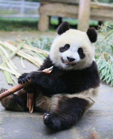 3900 Likes 22 Comments I ️ Panda Bear Pandabeargram On Instagram
