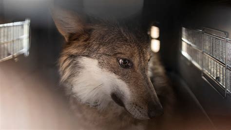 Us Mexico Join Forces To Recover Mexican Gray Wolf In The Wild