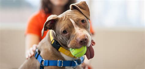 5 Actions You Can Take To Help Animals This Givingtuesday Aspca