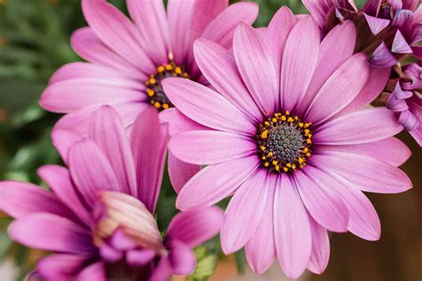 13 Recommmended Plants With Daisy Like Flowers
