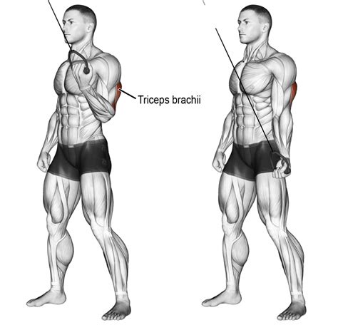 Pin On Anatomie Musculation Bras Biceps Triceps