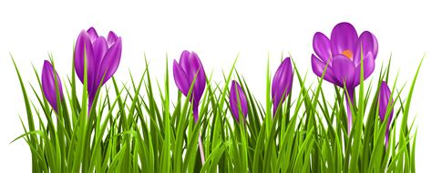 Free Crocus Flower Cliparts Download Free Crocus Flower Cliparts Png Images Free Cliparts On