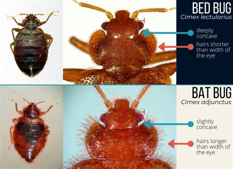 Bed Bug Vs Bat Bug Understanding The Differences Architecture Adrenaline