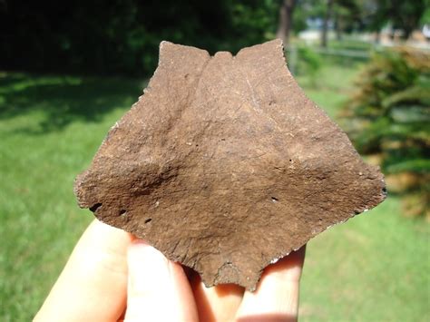 Super Detailed Turtle Nuchal Recently Sold Fossils Prehistoric Florida
