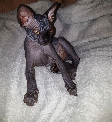 This fact makes its price quite high, in addition, in the case of our sphynx kittens, its high price comes from the excellent pedigree they have, having a. Sphynx Cats For Sale | Sereno Lane, TX #310674 | Petzlover