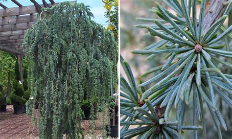 Weeping Blue Atlas Cedar Cedrus Atlantica Glauca Pendula Garden