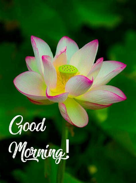 Good Morning With Lotus Flower Good Morning Motivational Quotes
