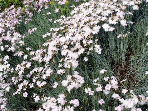 Wild Carnations ~ Dianthus Caryophyllus Auntie Dogmas Garden Spot