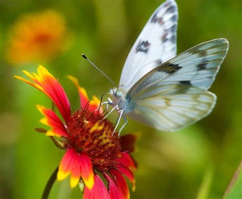 Female Checkered White Whats That Bug