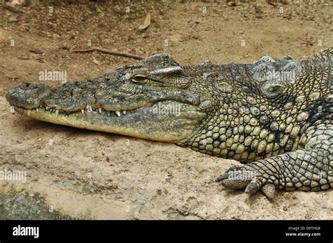 El Cocodrilo Del Nilo Uno De Los Reptiles Más Grandes Del Mundo Fondo