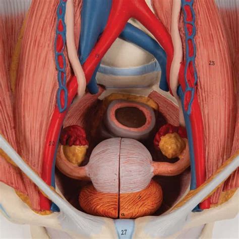 B Scientific Pelvic Cavity Urinary System Urinary System Model Images And Photos Finder