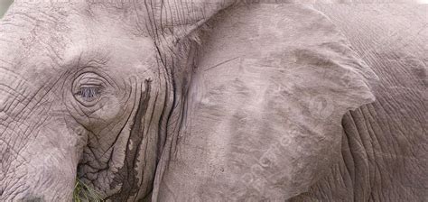 Elephant Detail Wrinkled Skin Detail Photo Background And Picture For