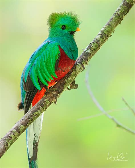 Resplendent Quetzal Pharomachrus Mocinno
