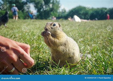 Funny Gopher In The Park Stock Photo Image Of Outdoors 232422124