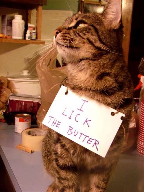 I Lick The Butter Cute Cats Hq Pictures Of Cute Cats And Kittens