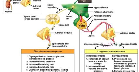 adrenal cortex hormone secretion | for animation that describes